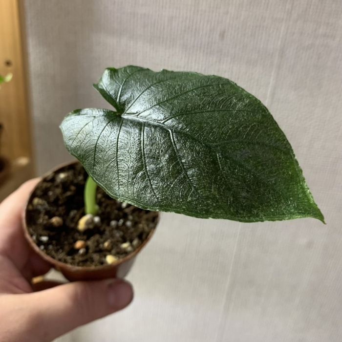 Алоказия анторо вельвет