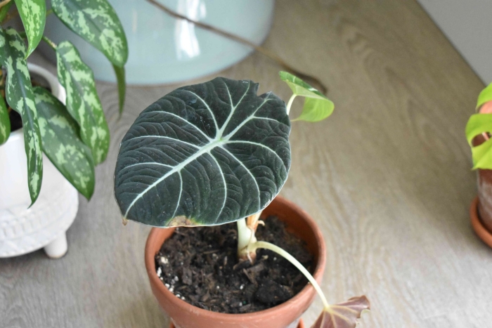 Алоказия блэк вельвет