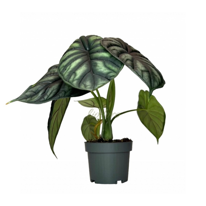 Алоказия керли бамбино