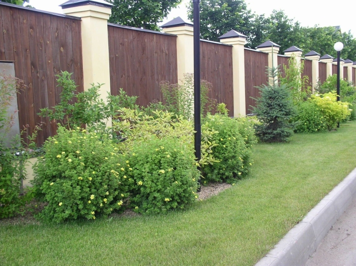 Дерен и пузыреплодник живая изгородь