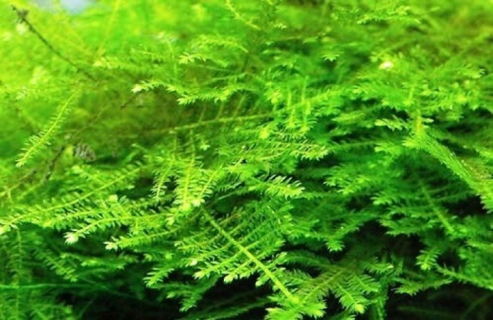 Мох кристмас аквариумное растение