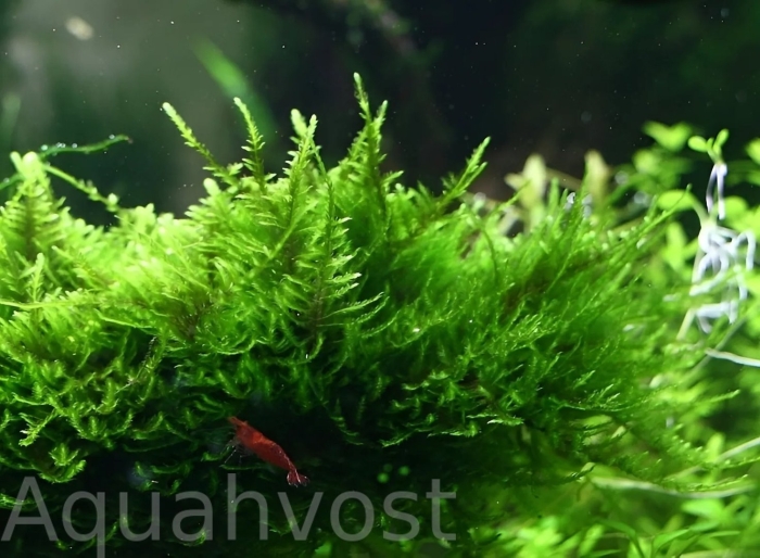 Таксифиллум пиакок павлиний мох