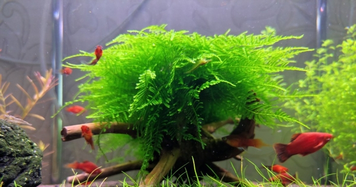 Яванский мох для аквариума