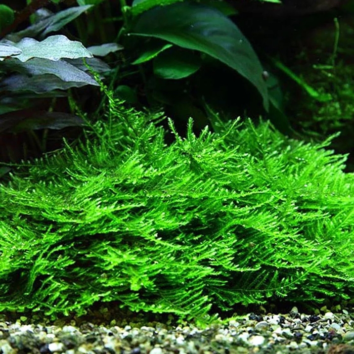 Мох кристмас аквариумное
