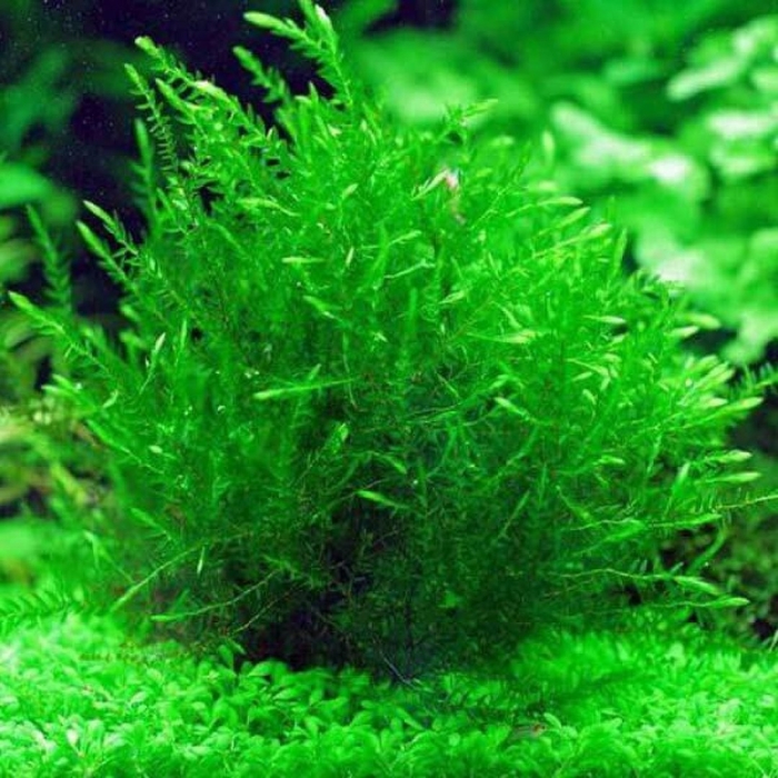 Аквариумное растение