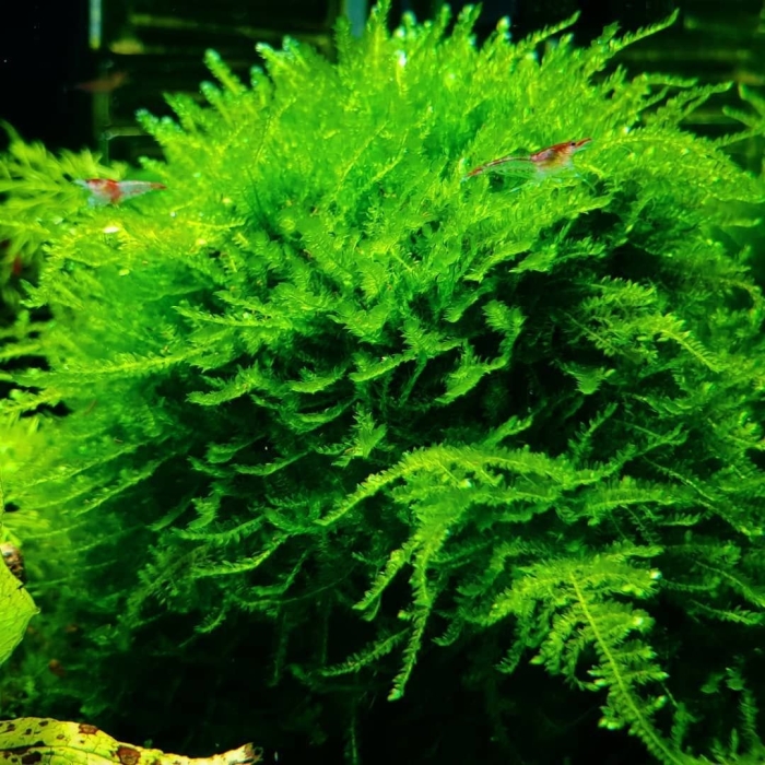 Мох яванский vesicularia dubyana