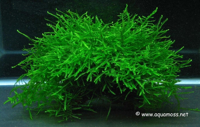 Мох яванский