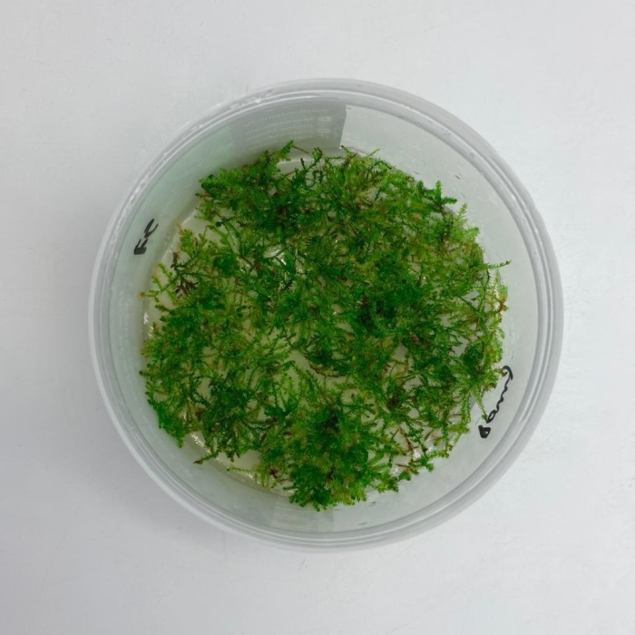 Риччия флуитанс меристемные