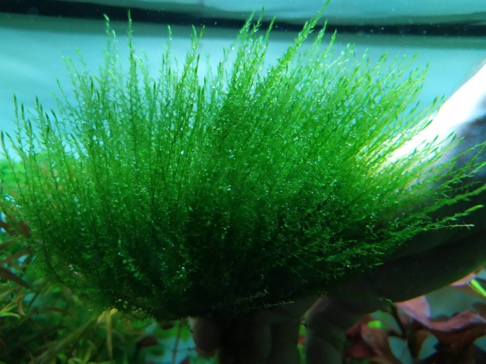 Мох стринг (leptodictyum riparium)