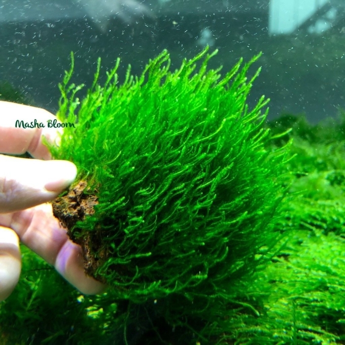 Мох моносолениум