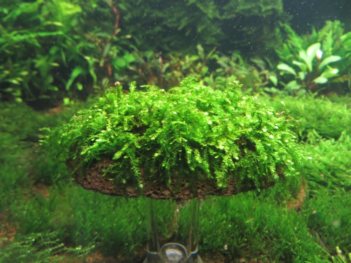 Випинг мох аквариумный