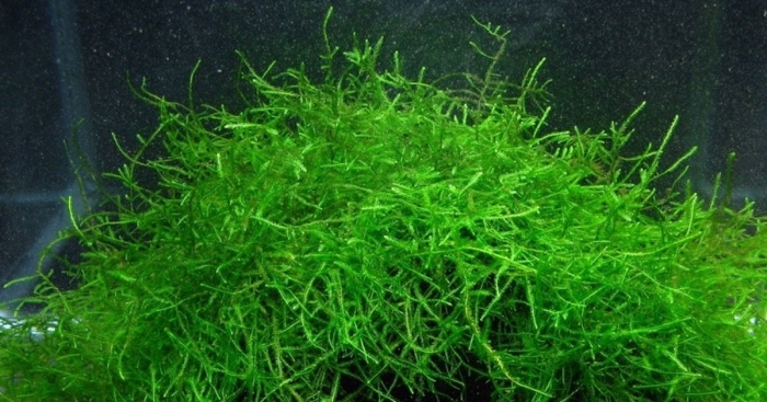 Аквариумный мох яванский