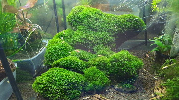 Риччия (riccia fluitans)