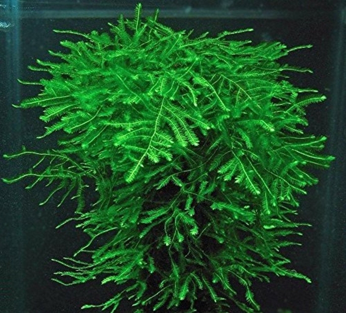 Мох спайки меристемный taxiphyllum sp.  spiky