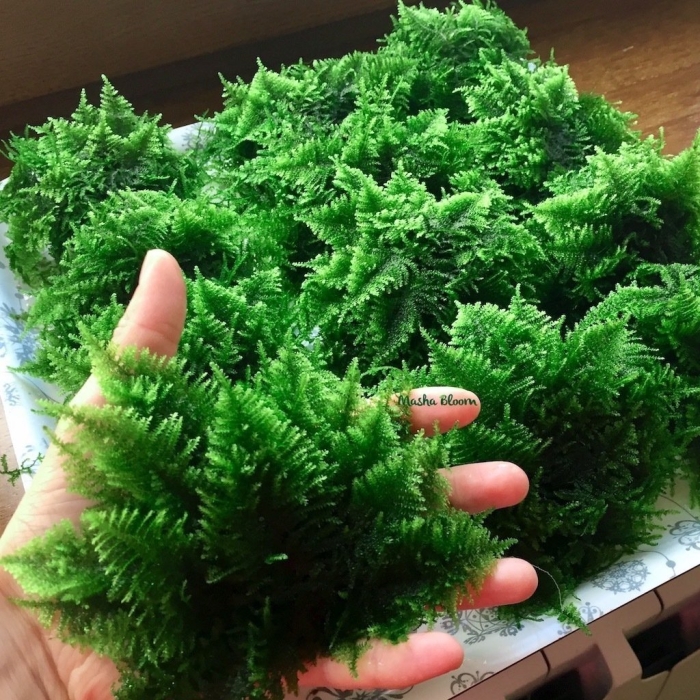 Мох кристмас для аквариума