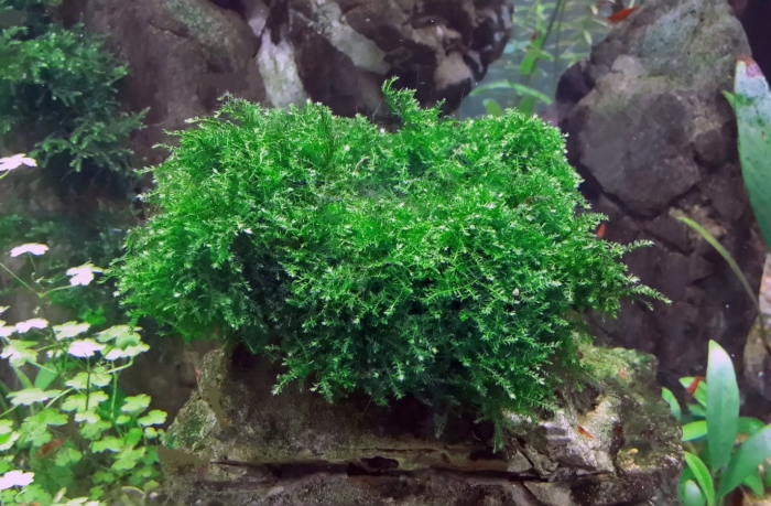 Плачущий мох (vesicularia ferriei weeping)