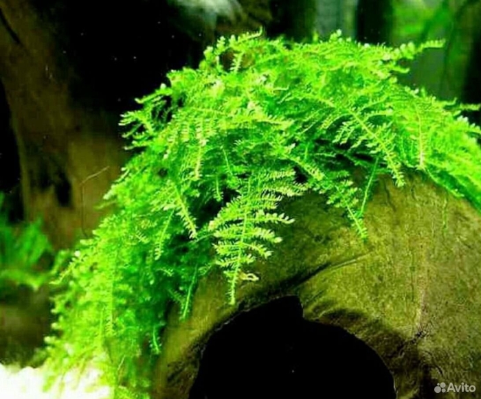 Мох для аквариума