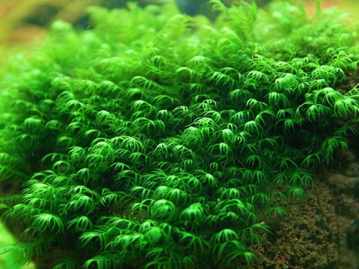 Фиссиденс фонтанус