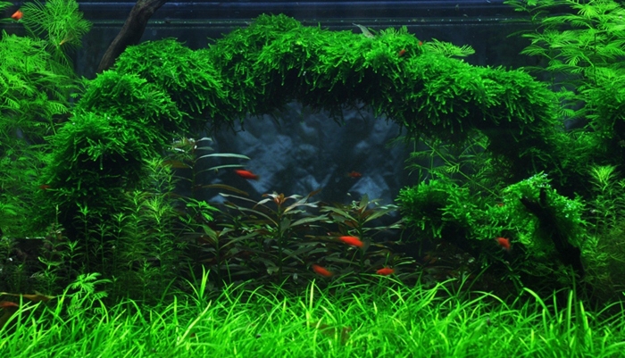 Мох плакучий (vesicularia ferriei 'weeping)