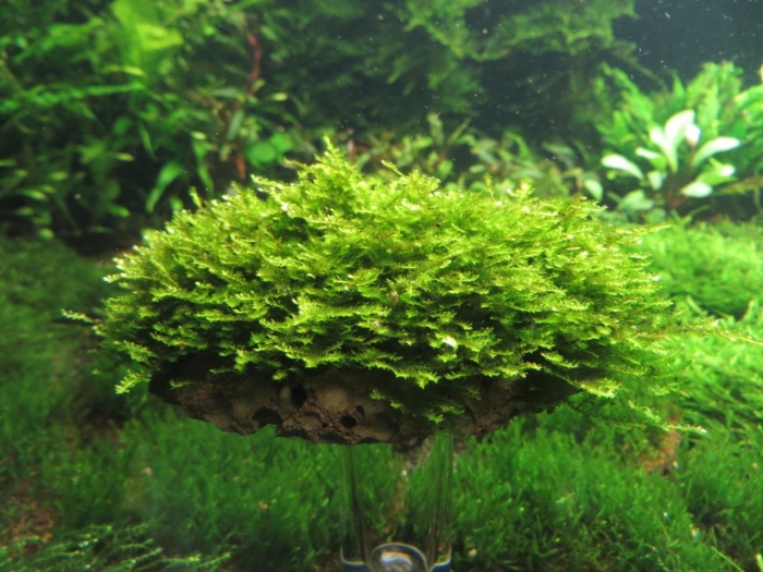 Мох кристмас аквариумное