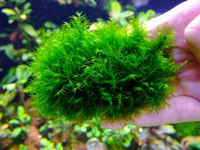 Мох феникс фиссиденс фонтанус