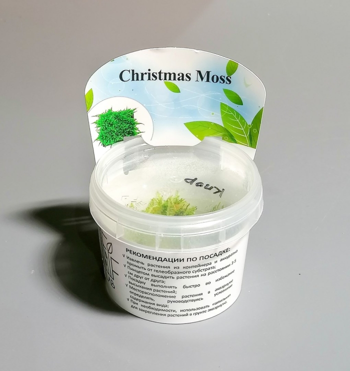 Christmas moss (vesicularia montagnei) in vitro