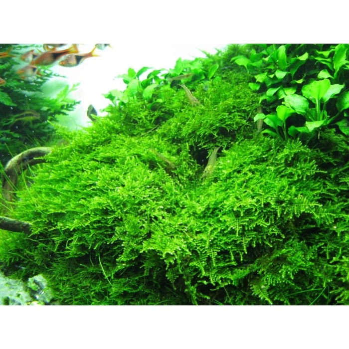 Мох кристмас аквариумное растение