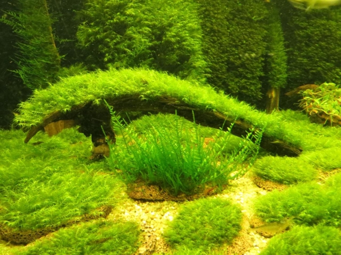 Риччия акваскейп