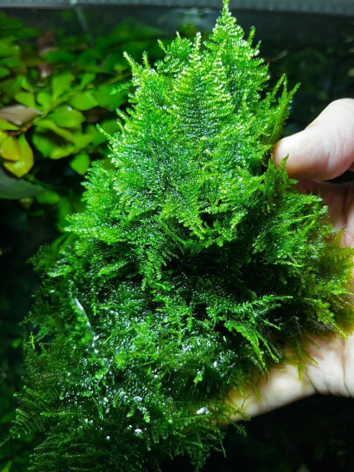 Мох рождественский аквариумное