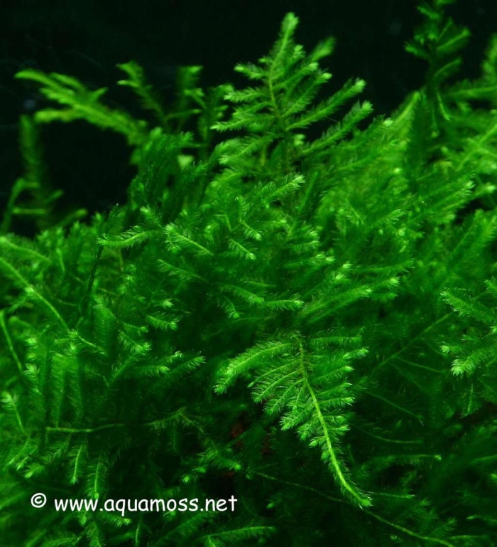 Мох кристмас аквариумное