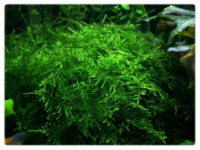 Мох mini moss (taxiphyllum spec)