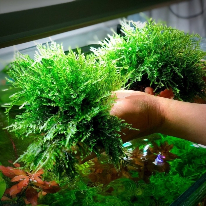 Мох плантмос