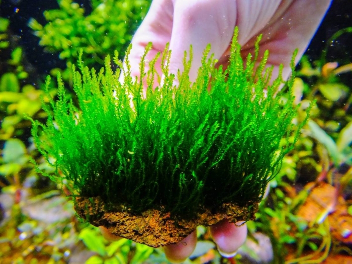 Мох пламя аквариумное