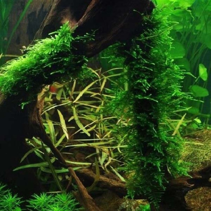 Мох рождественский для аквариума