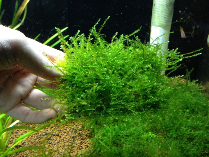 Яванский мох для аквариума
