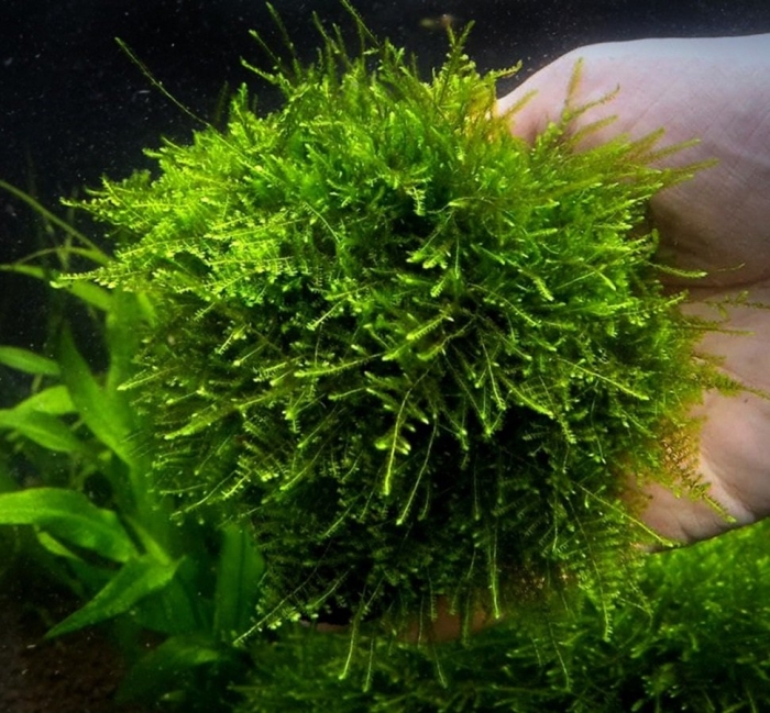 Мох кристмас аквариумное