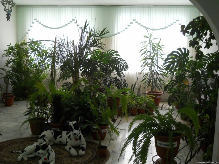 Зимний сад в школе