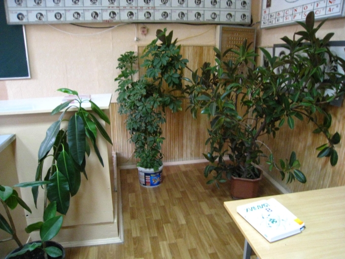 Комнатные растения в школе