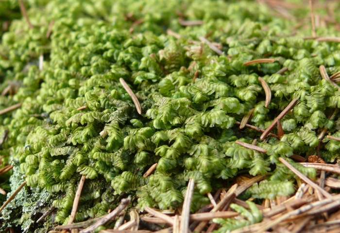 Моховидные печеночники