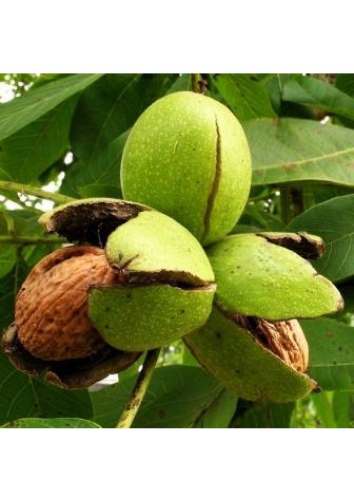 Грецкий орех juglans regia l.