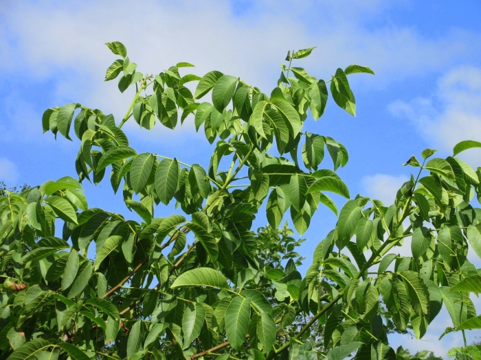 Орех маньчжурский juglans mandshurica