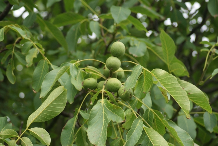 Орех грецкий (juglans regia)