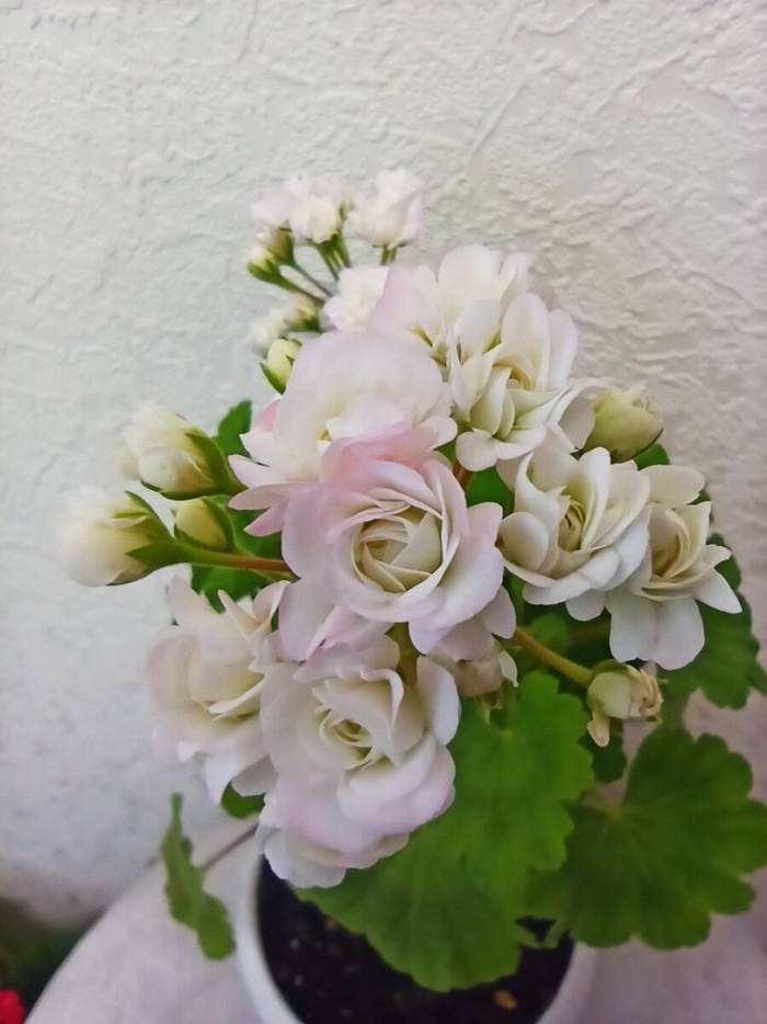 Пеларгония april snow