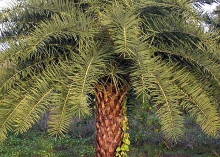 Финиковая пальма