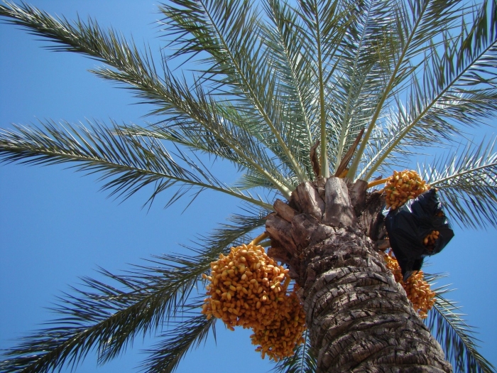 Финиковая пальма меджул