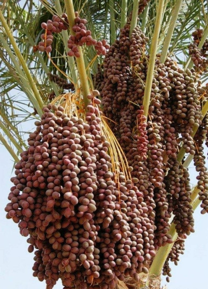 Финики финиковое дерево