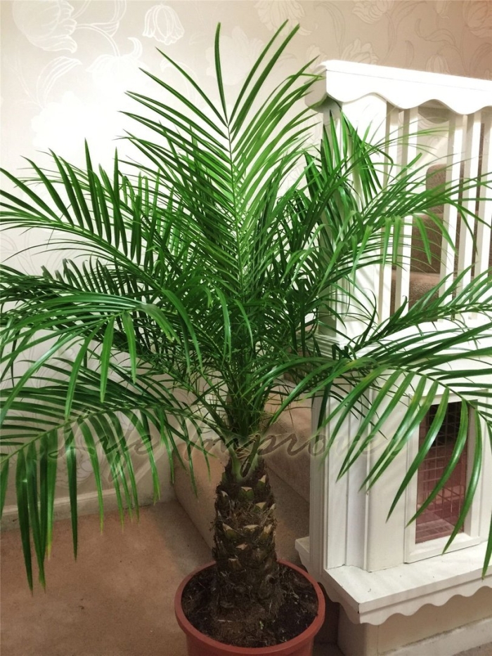 Финик робелини