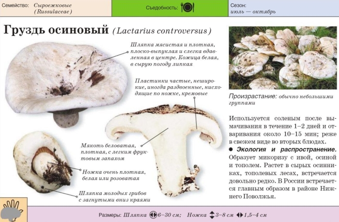 Осиновый груздь lactarius controversus