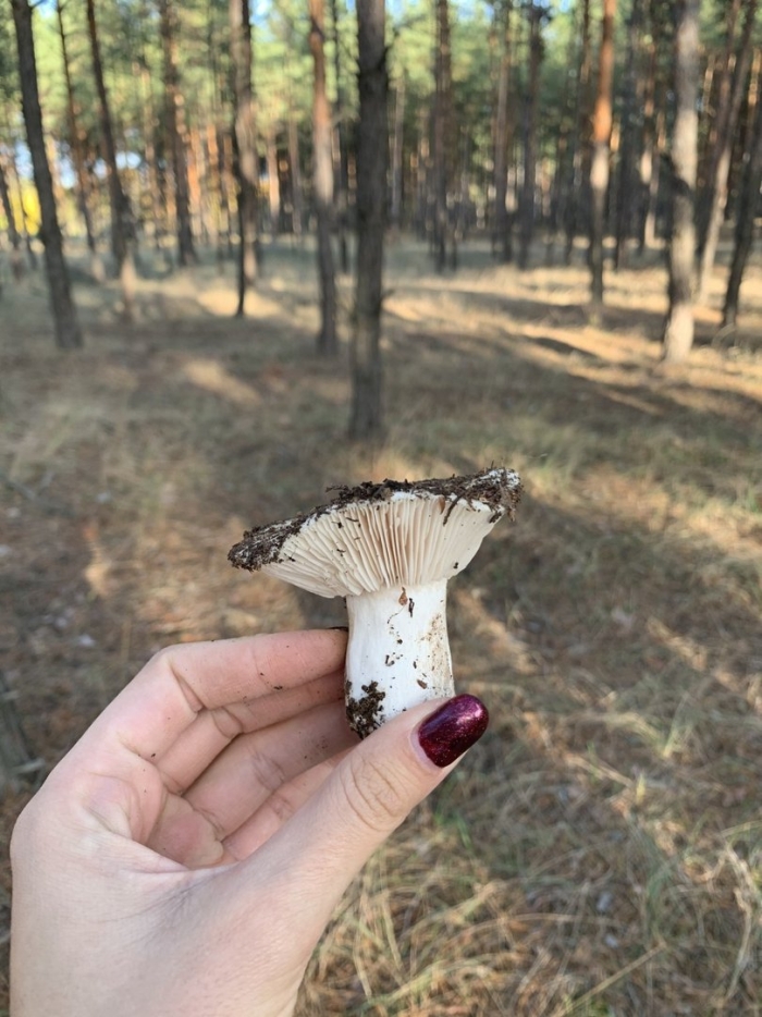 Подгруздок белый насколько съедобный