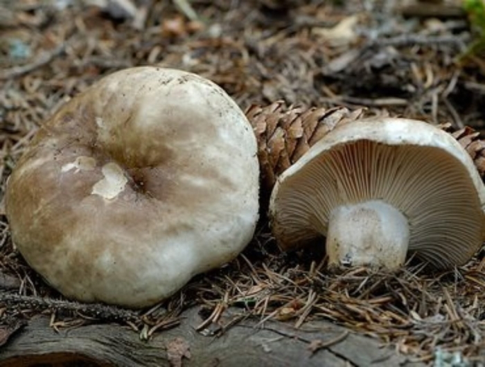 Гриб подгруздок черный